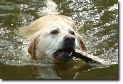 Damian's labrador, Ben